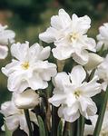 BULB Daffodil Double Poet's Daffodil (Heirloom)