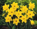 BULB Daffodil Dutch Master Value Pack (Trumpet)