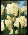 BULB Daffodil Erlicheer (Double)