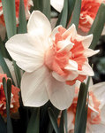 BULB Daffodil Extravaganza (Double)
