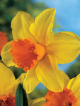 BULB Daffodil Fortissimo