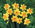 BULB Daffodil Fortune - Jumbo Pack
