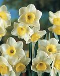 BULB Daffodil Fruit Cup (Fragrant Jonquilla))