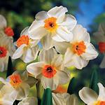 BULB Daffodil Geranium (Fragrant Tazetta)