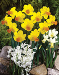 BULB Daffodil Glen Clova