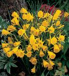 BULB Daffodil Golden Bells (Specie)