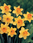 BULB Daffodil Hollywood Value Pack