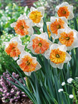 BULB Daffodil Hungarian Rhapsody