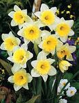 BULB Daffodil Ice Follies - Jumbo Pack