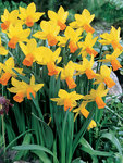 BULB Daffodil Jetfire