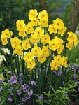 BULB Daffodil Kokopelli