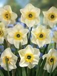 BULB Daffodil Lancaster (small cupped)