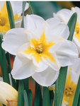 BULB Daffodil Lemon Beauty