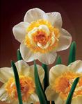 BULB Daffodil Love Call (Butterfly)
