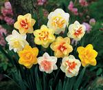BULB Daffodil MIXED DOUBLES - Value Pack