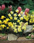 BULB Daffodil Miniature Narcissus Mixed