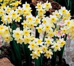BULB Daffodil Minnow (Fragrant Tazetta)