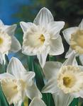 BULB Daffodil Mount Hood (Trumpet)