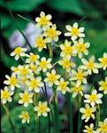 BULB Daffodil New Baby (Fragrant Jonquilla)