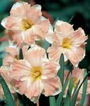 BULB Daffodil Palmares (Butterfly)