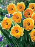 BULB Daffodil Parabole