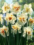 BULB Daffodil Peach Swirl