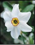 BULB Daffodil Pheasant's Eye (Small Cupped)