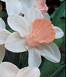 BULB Daffodil Pink Parasol (Trumpet)