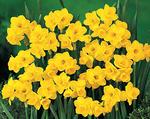 BULB Daffodil Quail (Fragrant Jonquilla)