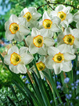 BULB Daffodil Raspberry Ring