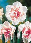 BULB Daffodil Replete (Double)