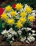 BULB Daffodil Rip Van Winkle (Double)