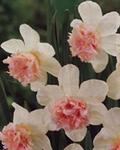 BULB Daffodil Rosy Cloud (Double)