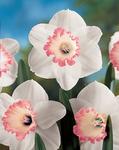 BULB Daffodil Spring Pride (Large Cupped)