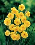 BULB Daffodil Sun Disc (Fragrant Jonquilla)