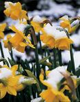 BULB Daffodil Tete-a-Tete (Specie)