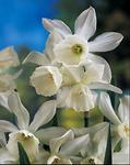 BULB Daffodil Thalia  (Heirloom)