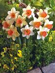 BULB Daffodil Tickled Pink (Large cupped)