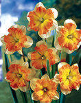 BULB Daffodil Tiritomba (Butterfly)