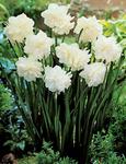 BULB Daffodil Double Tresamble (Double)