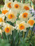 BULB Daffodil Tropical Sunset