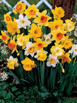 Fragrant Narcissus Mixed Value Pack