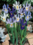 BULB Perfect Partners Delft Blue Iris Blend