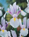 BULB Dutch Iris Carmen