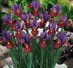 BULB Dutch Iris Eye of the Tiger