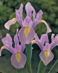 BULB Dutch Iris Rosario