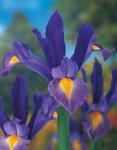 BULB Dutch Iris Sapphire Beauty