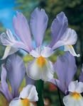 BULB Dutch Iris Silvery Beauty