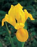 BULB Dutch Iris Golden Beauty