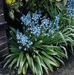 BULB English Bluebells Hyacinthoides non-scripta